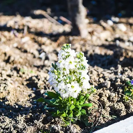 빌라 Kuci, Drobonik 베라트
